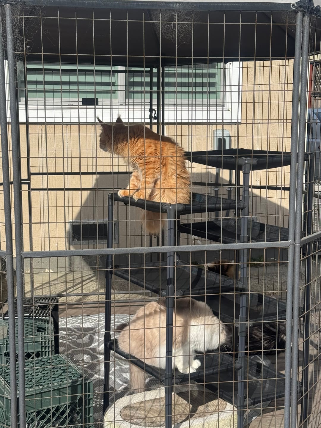 Customer photo review of Durable Cat Tower - Haven
