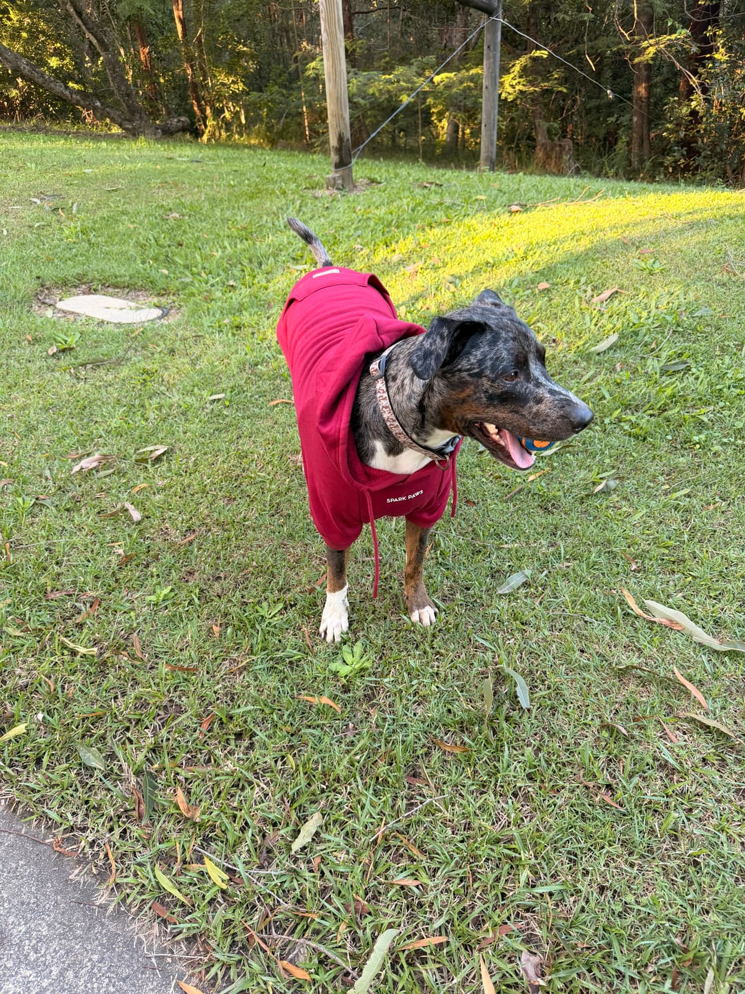 Customer photo review of Essential Dog Hoodie - Burgundy
