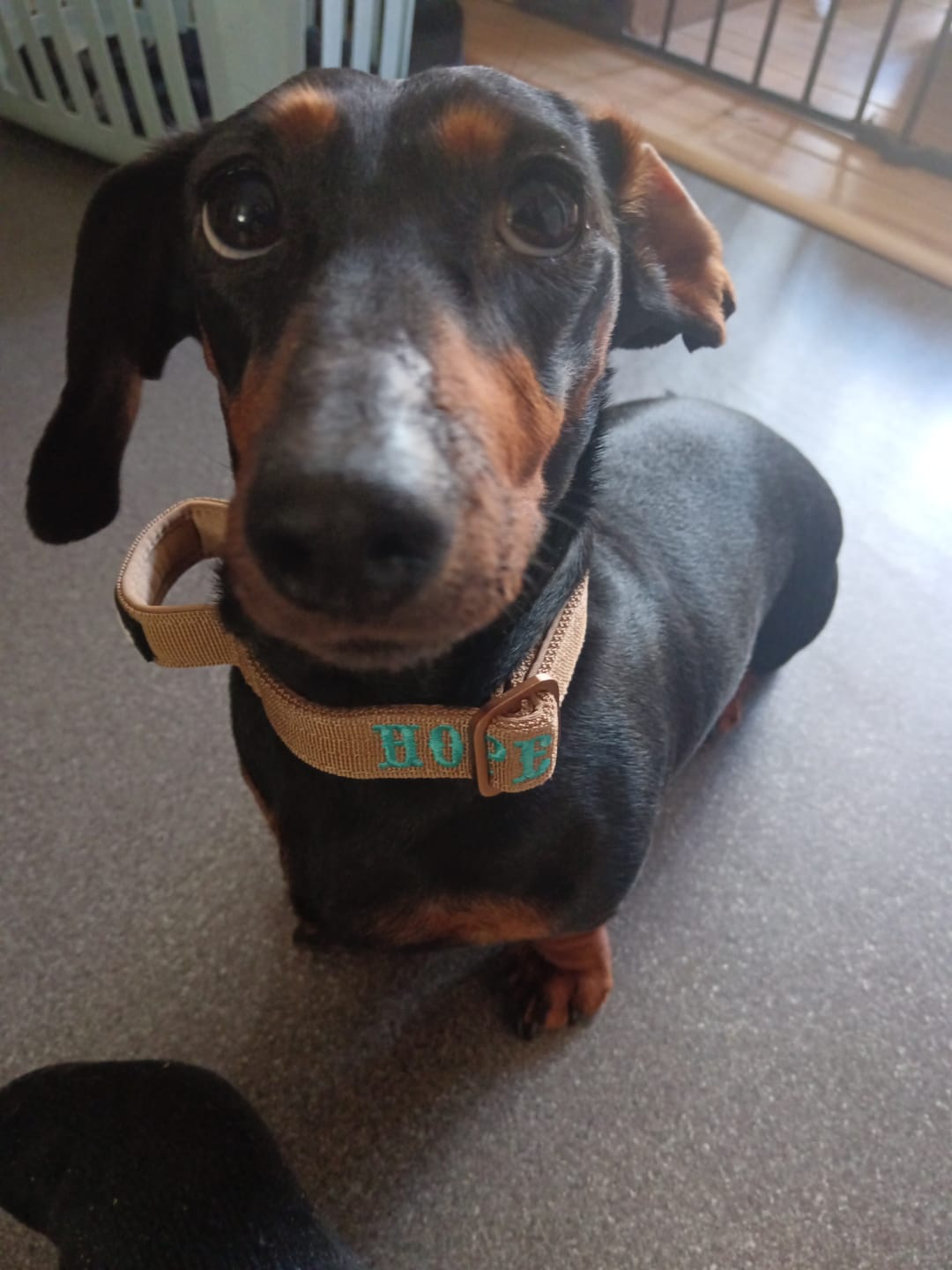 Customer photo review of 2.5cm Lighter Combat® Collar | With Handle & Secure Clip - Tan x Tan