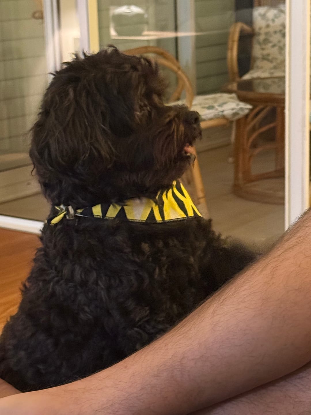 Customer photo review of Kangaroo Tendons - Natural Dental Chews!