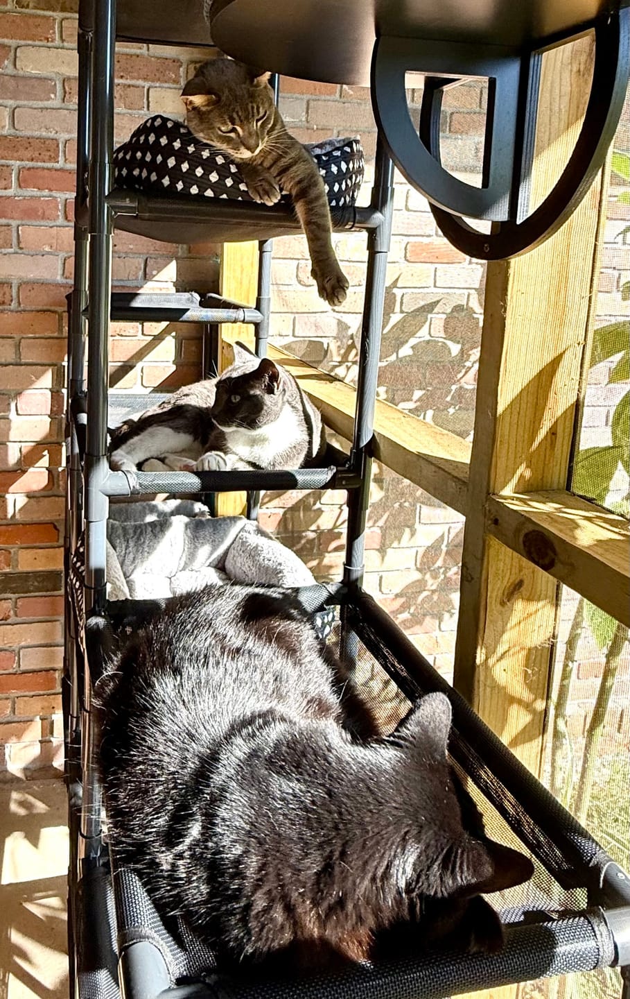 Customer photo review of Durable Cat Tower - SkyRise
