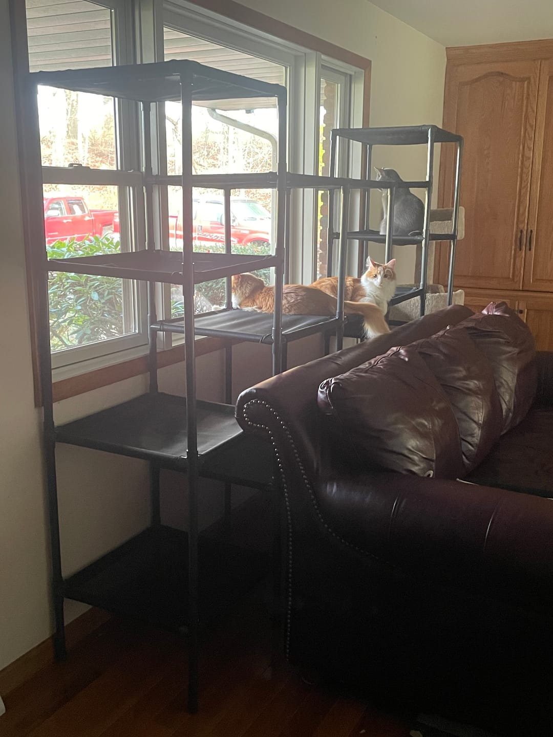Customer photo review of Durable Cat Tower - Vista