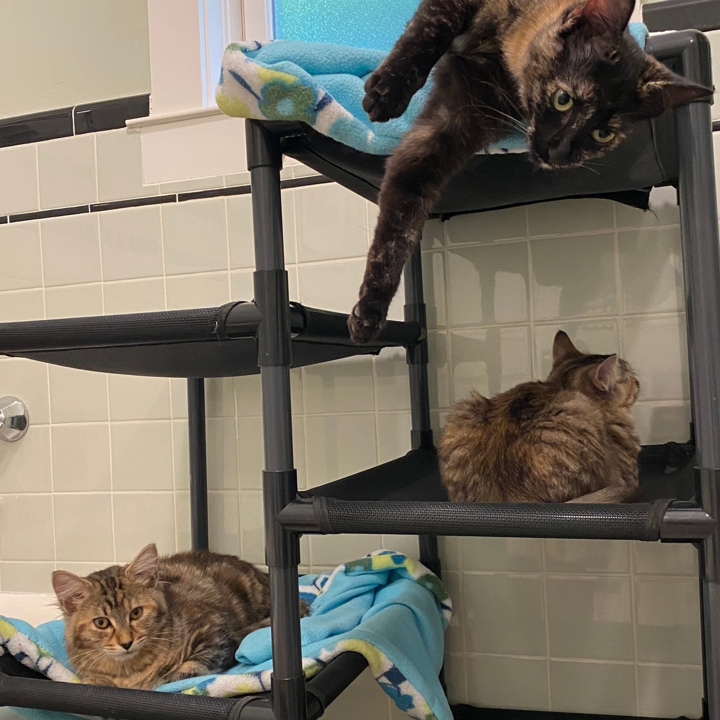 Customer photo review of Durable Cat Tower - SkyRise