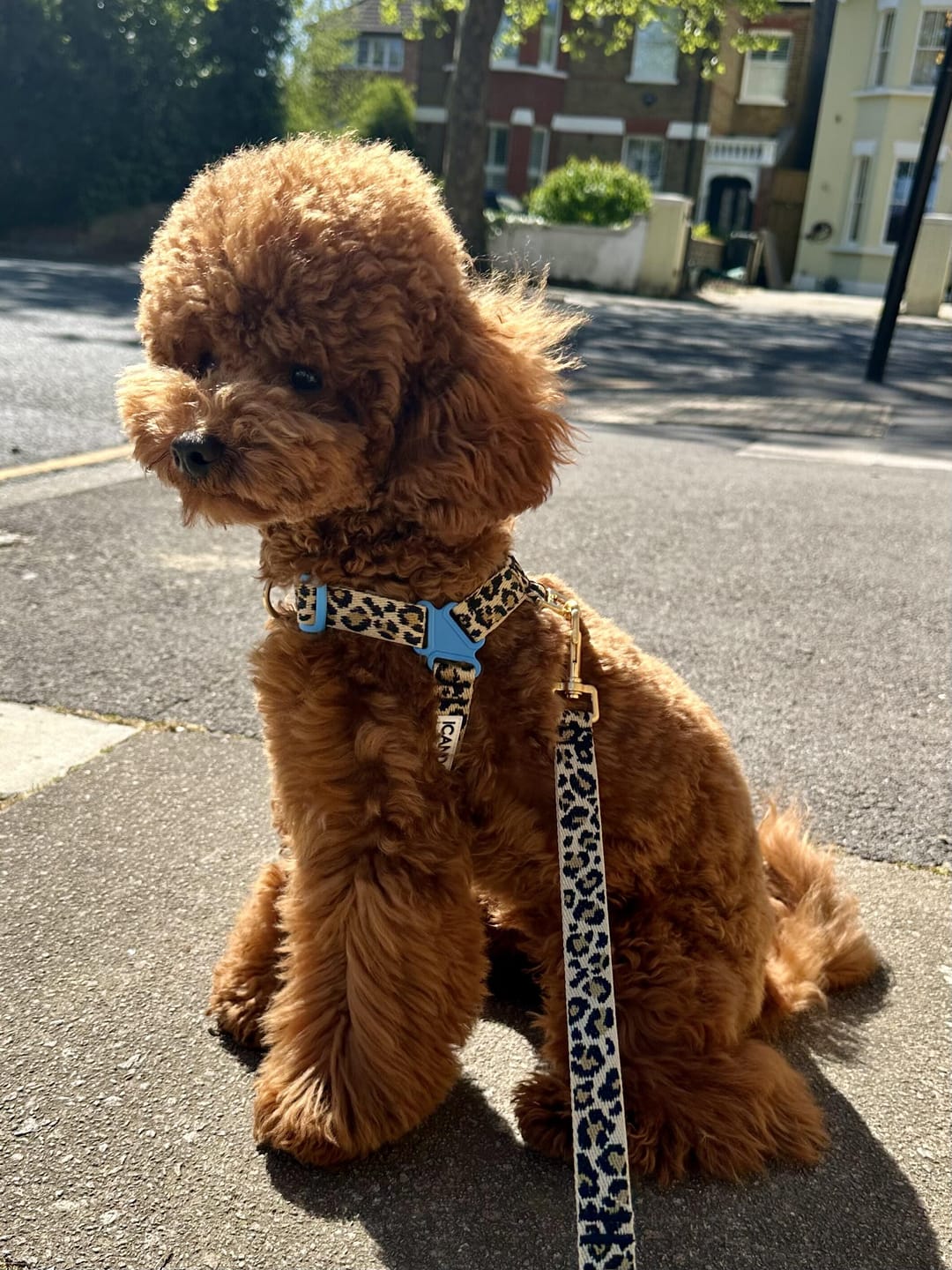 Customer photo review of No-Pull Harness_Leopard