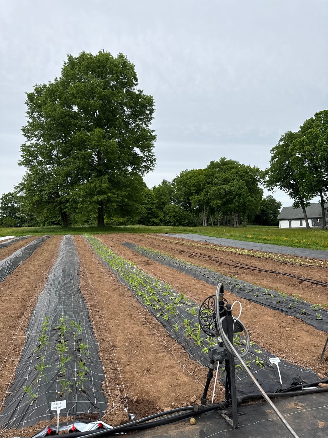 Customer photo review of Bio360 Biodegradable Mulch