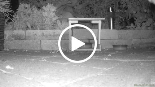 Customer photo review of Strex Wildcamera met WiFi en Nachtzicht - 120MP 4K ULTRA HD - Waterdicht - Incl. 32 GB SD - Wild Camera