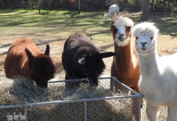 Customer photo review of Western Straight Orchard Grass Hay, 2nd Cut (Click here for Qty Discount)- Includes delivery and ground level stacking with our forklift too!