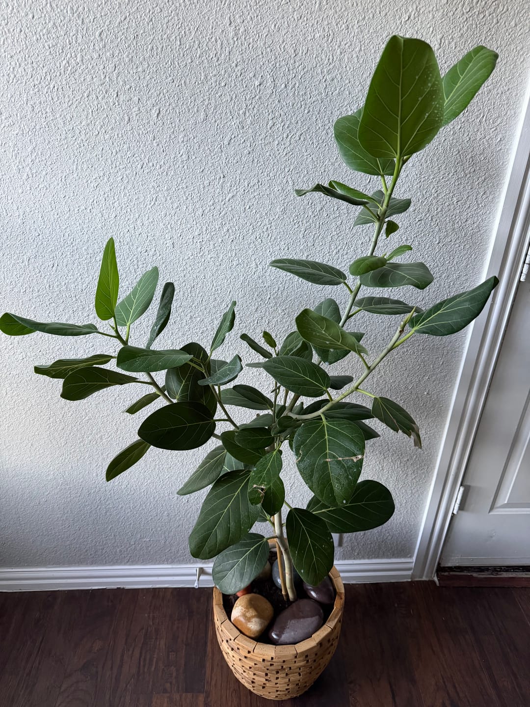 Customer photo review of Houseplant Pest Spray