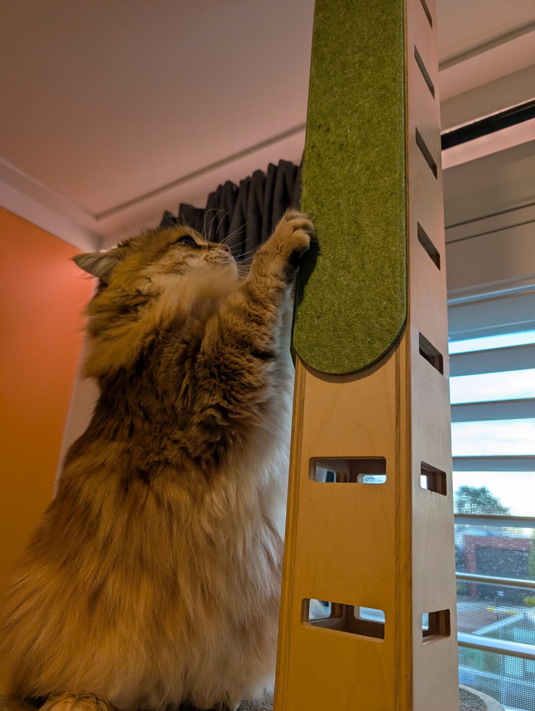 Customer photo review of Durable Felt Wall-Mounted Cat Scratch Mat