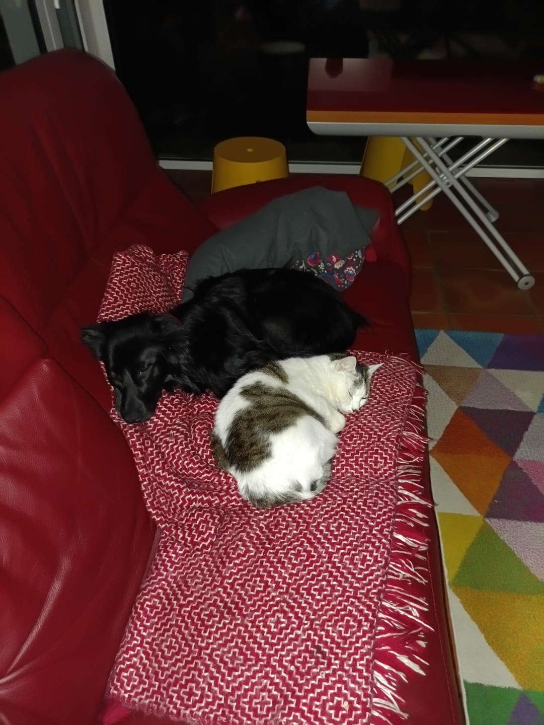 Customer photo review of Croquettes Poulet & Citrouille - Chien Moyenne & Grande race