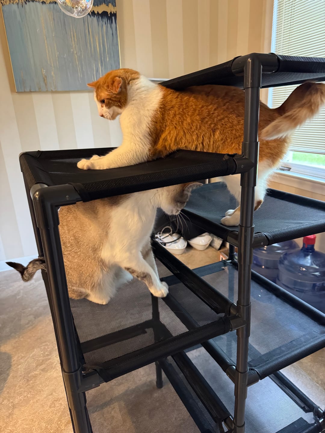Customer photo review of Durable Cat Tower - Haven
