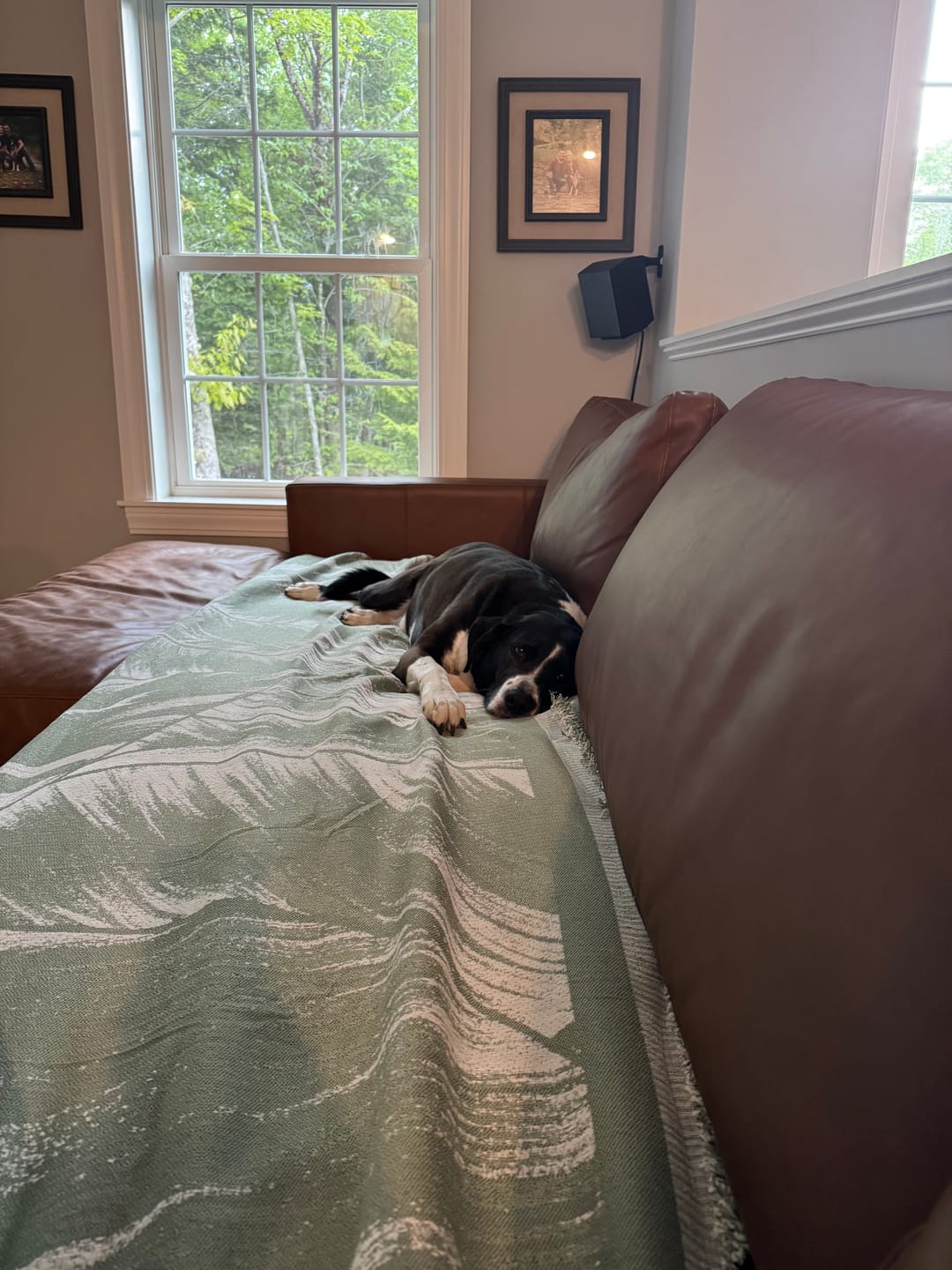 Customer photo review of Pet Couch Cover - Leaves Green