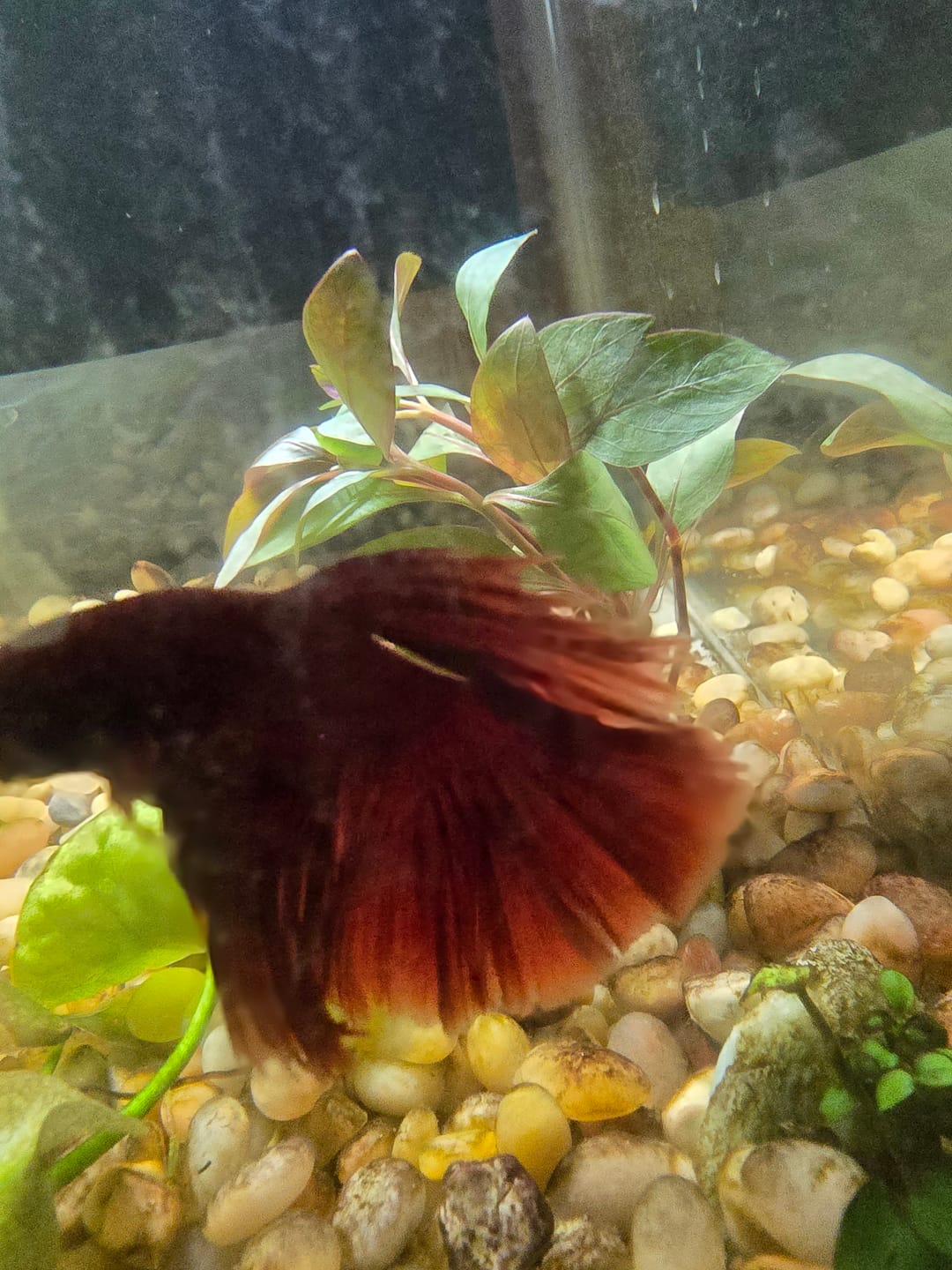 Customer photo review of Super Red Halfmoon Male Betta Fish