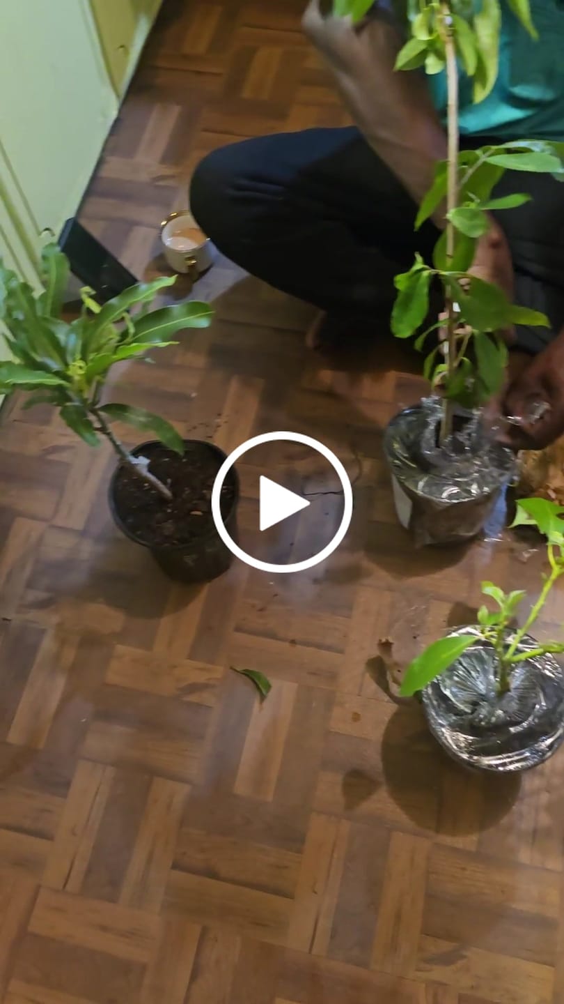 Customer video review of Soursop / Guanabana Plant 24+ Inch