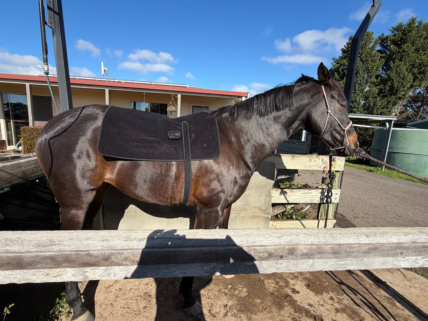 Customer photo review of HorseHalo™ HaloBack