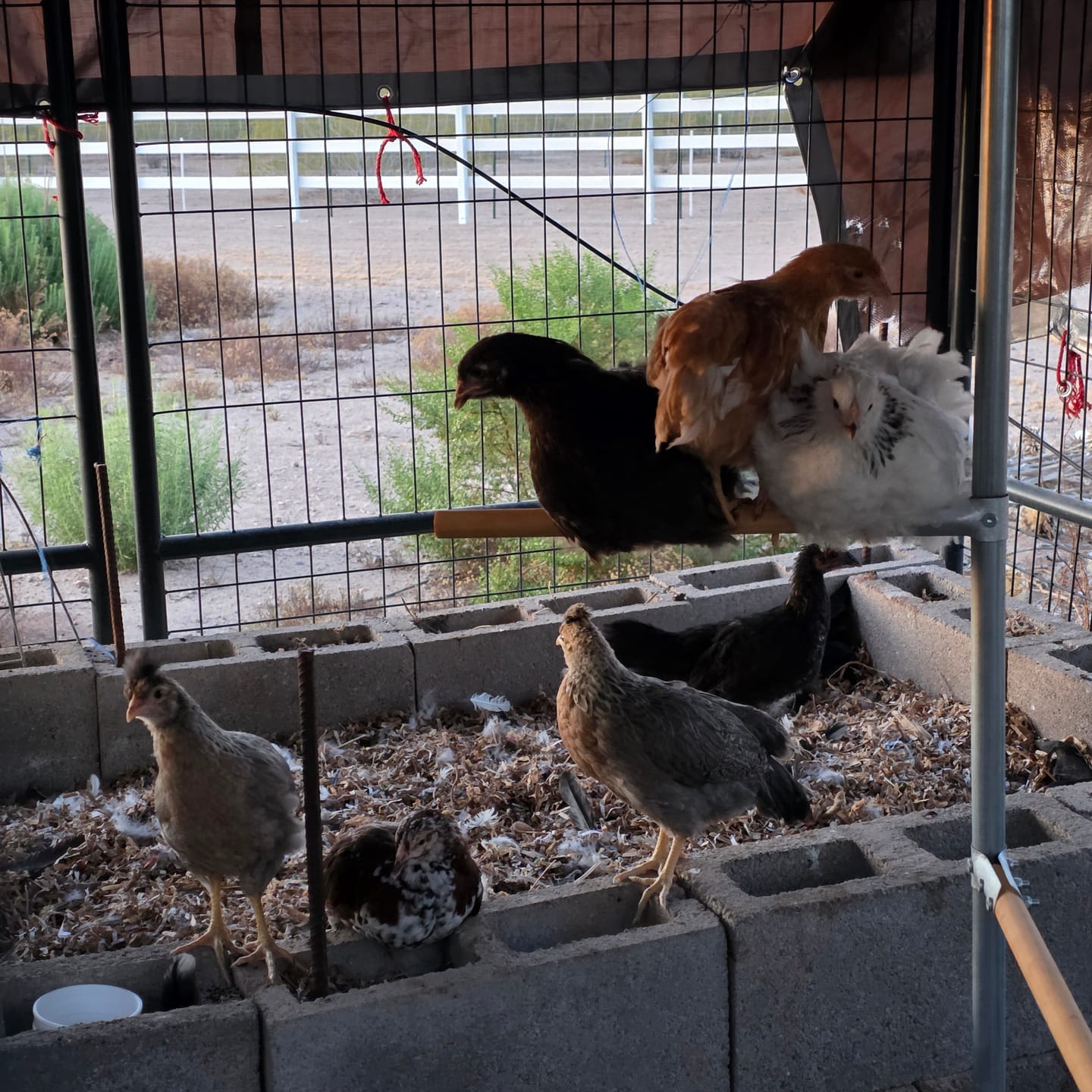 Customer photo review of Peck Purity Daily Digestive Defense for Flock Strength
