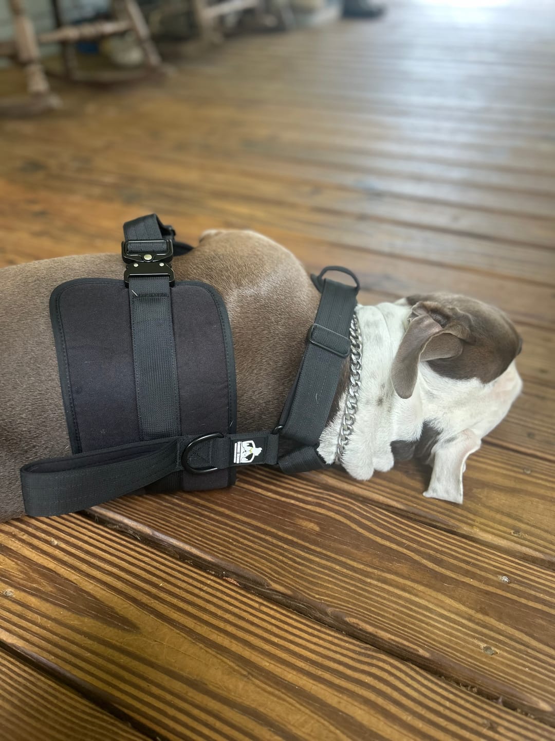 Customer photo review of No Pull Bully Proof Harness