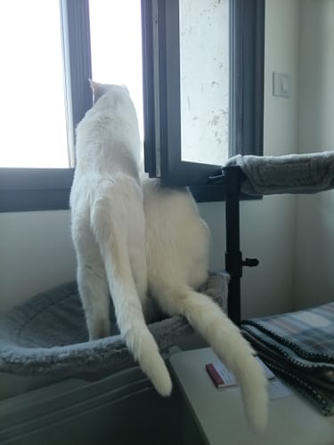 Les deux chats blancs d'un client regardant par la fenêtre, impatients de recevoir leurs croquettes.