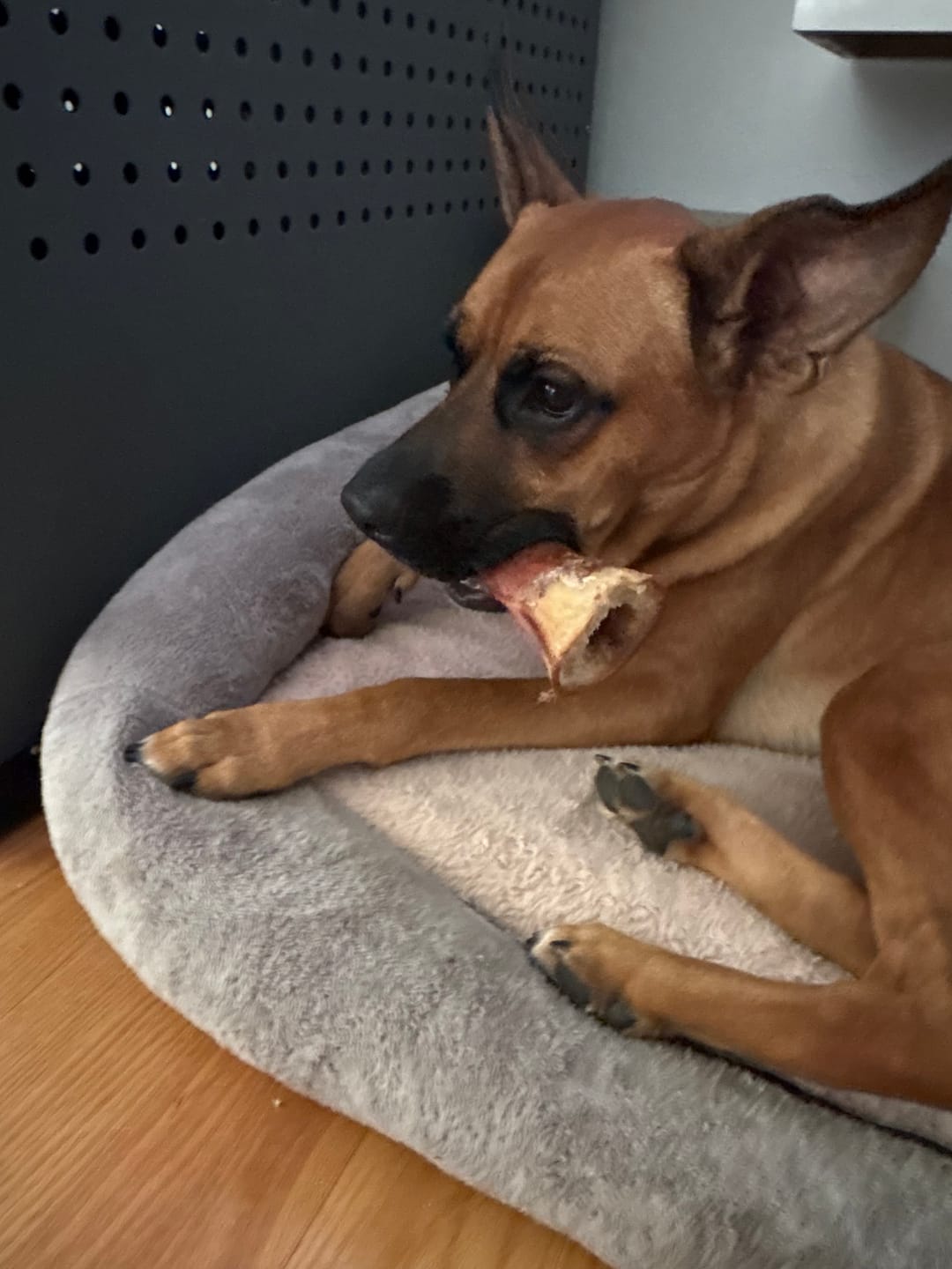 Customer photo review of Large Dog Spring Treat Bundle (41+ lbs)