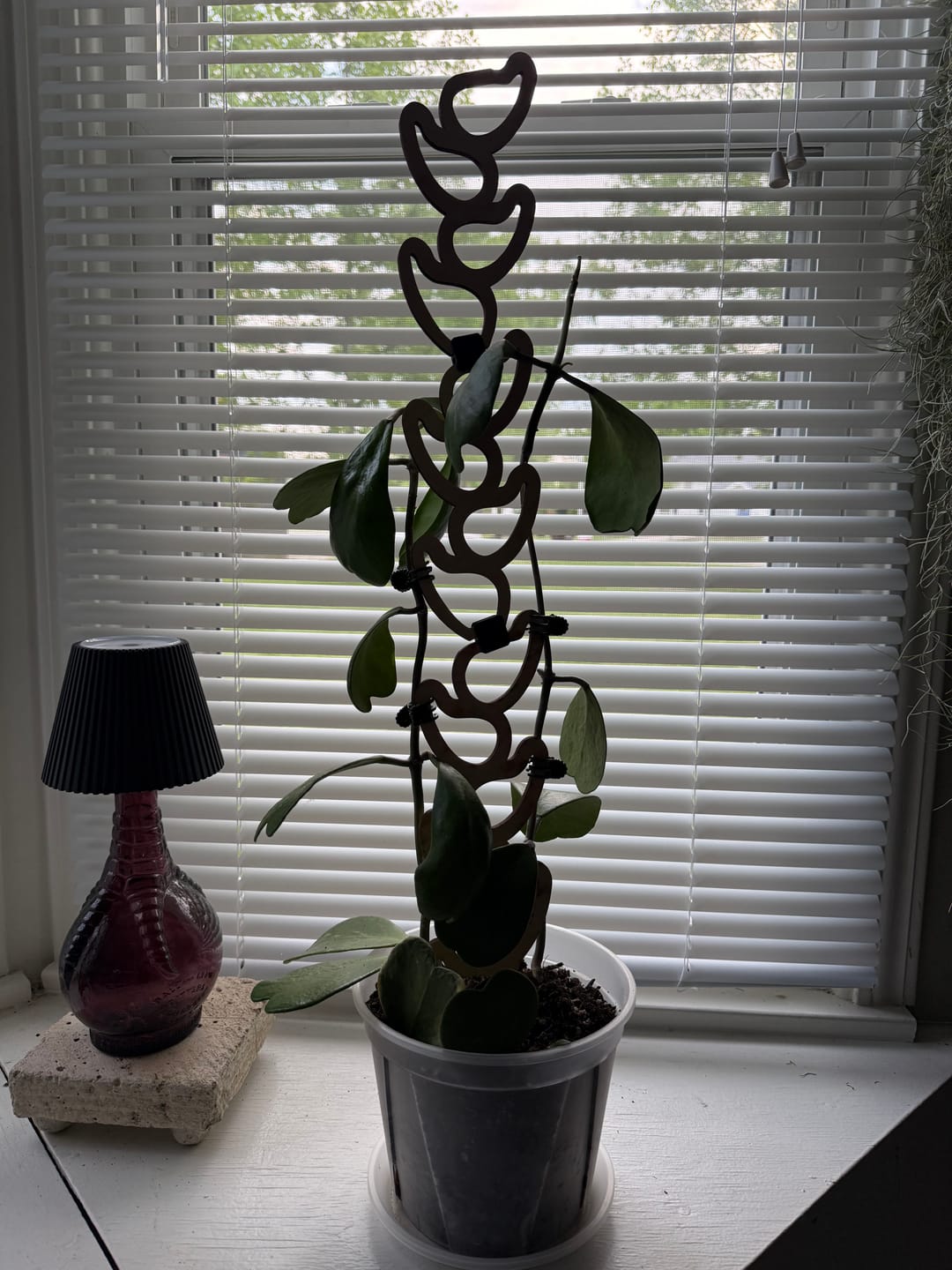 Customer photo review of Kora™ - Extendable Wooden Support for Climbing Houseplants