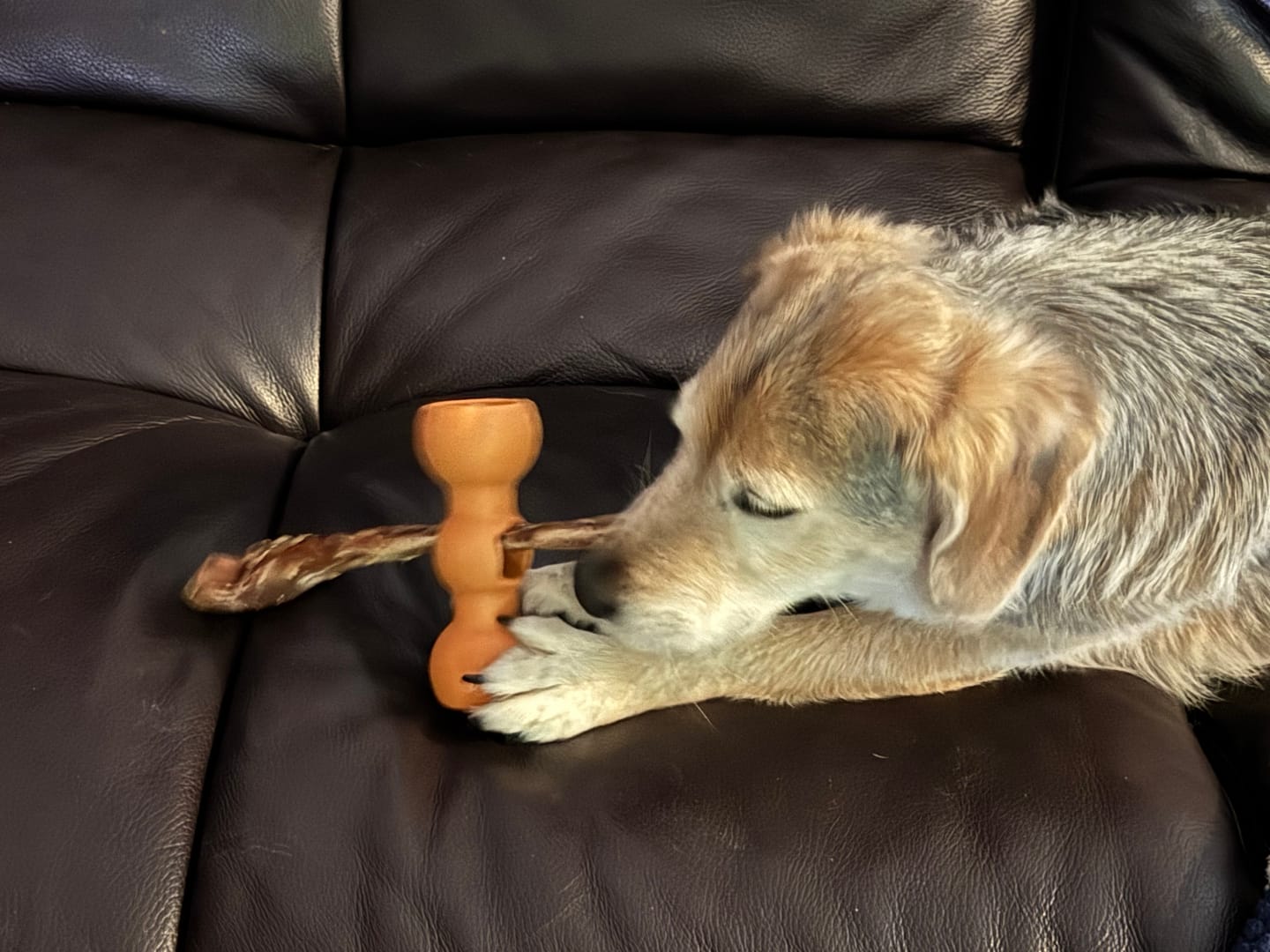 Customer photo review of Ostrich Long Tendon (16" x 2.5" x 1"): The Satisfying, All-Natural Chew for Dental Health & Joint Support