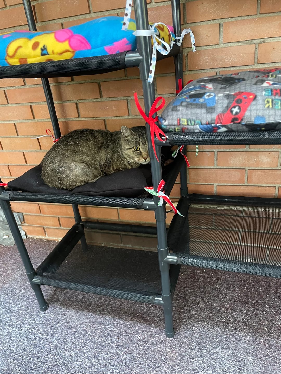 Customer photo review of Durable Cat Tower - Haven