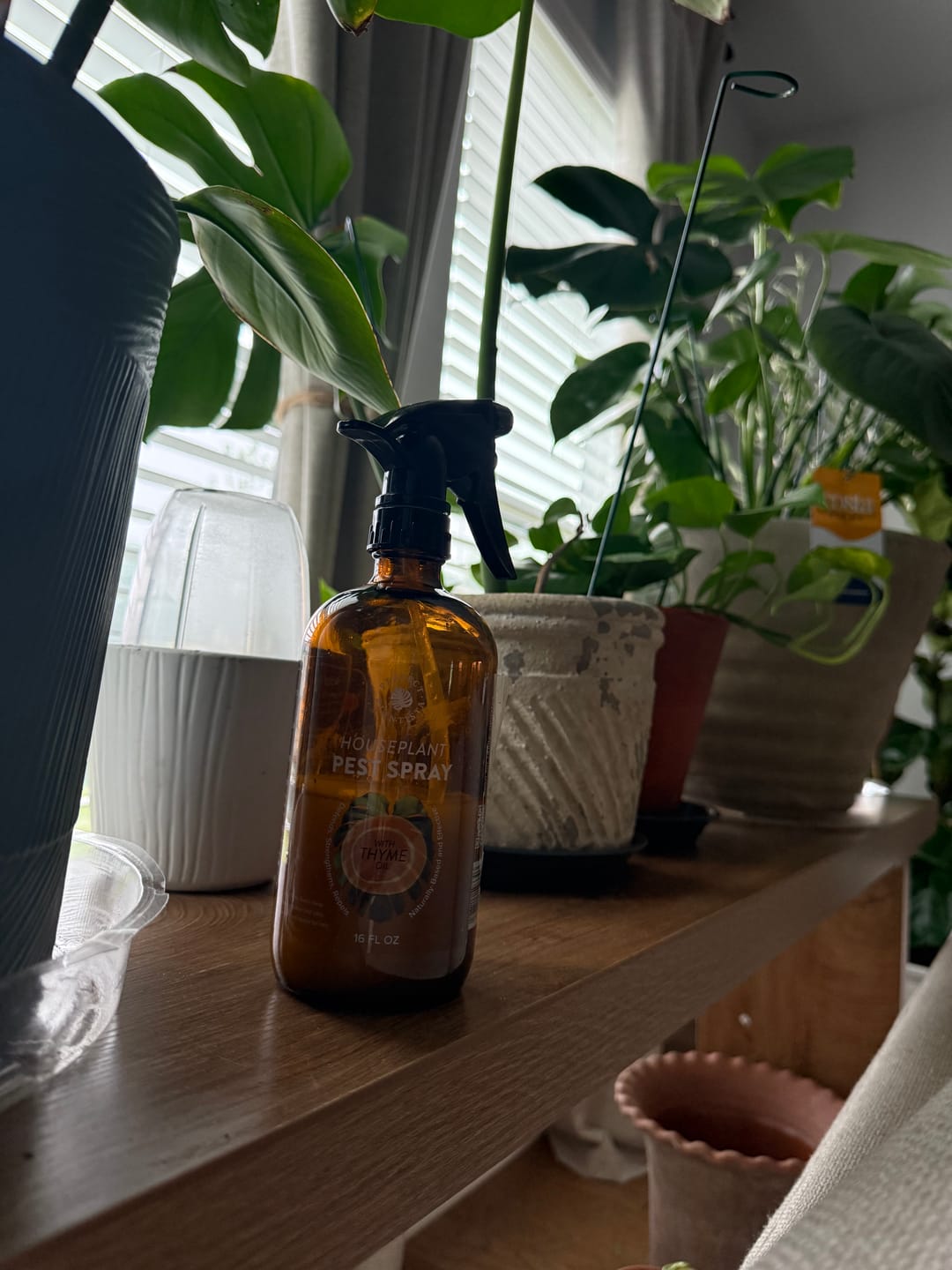 Customer photo review of Houseplant Pest Spray