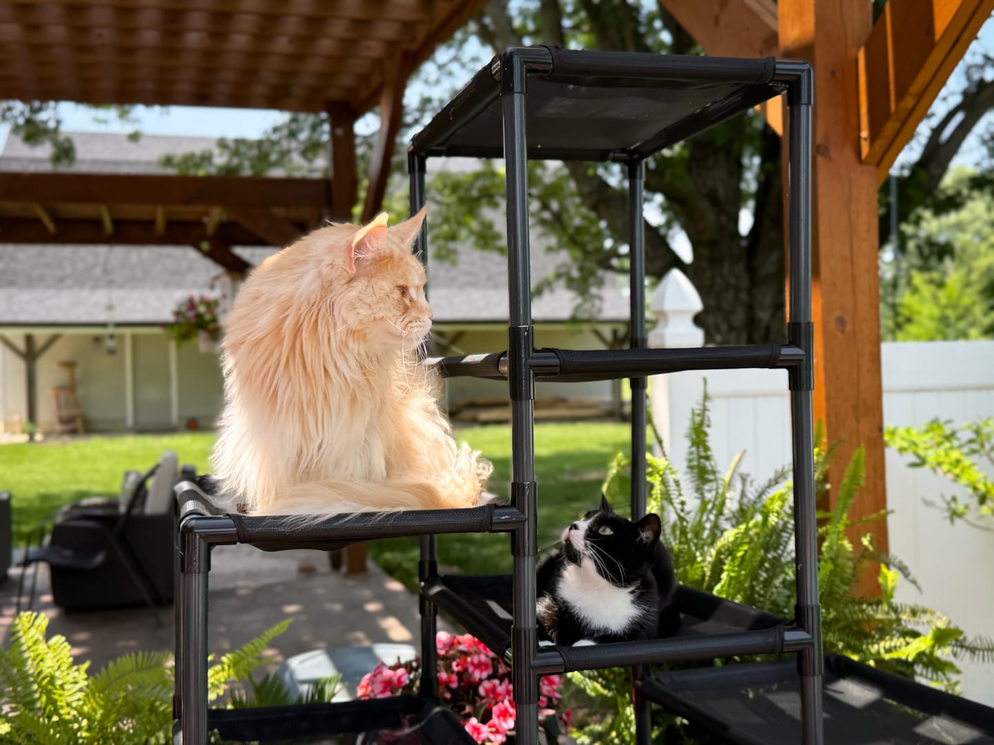 Customer photo review of Durable Cat Tower - SkyRise