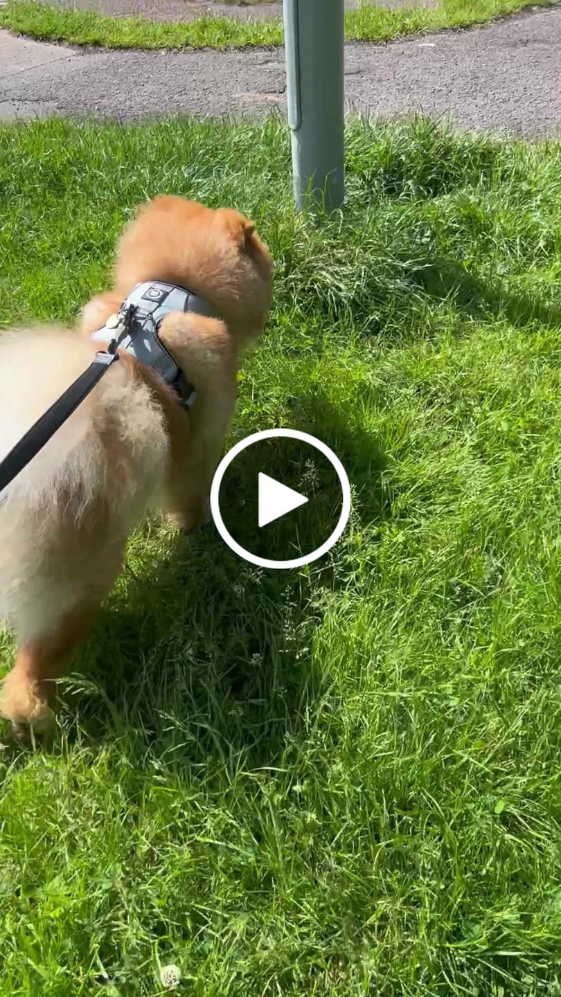 Customer video review of Comfort Premium Harness | Non Restrictive - Metal Grey