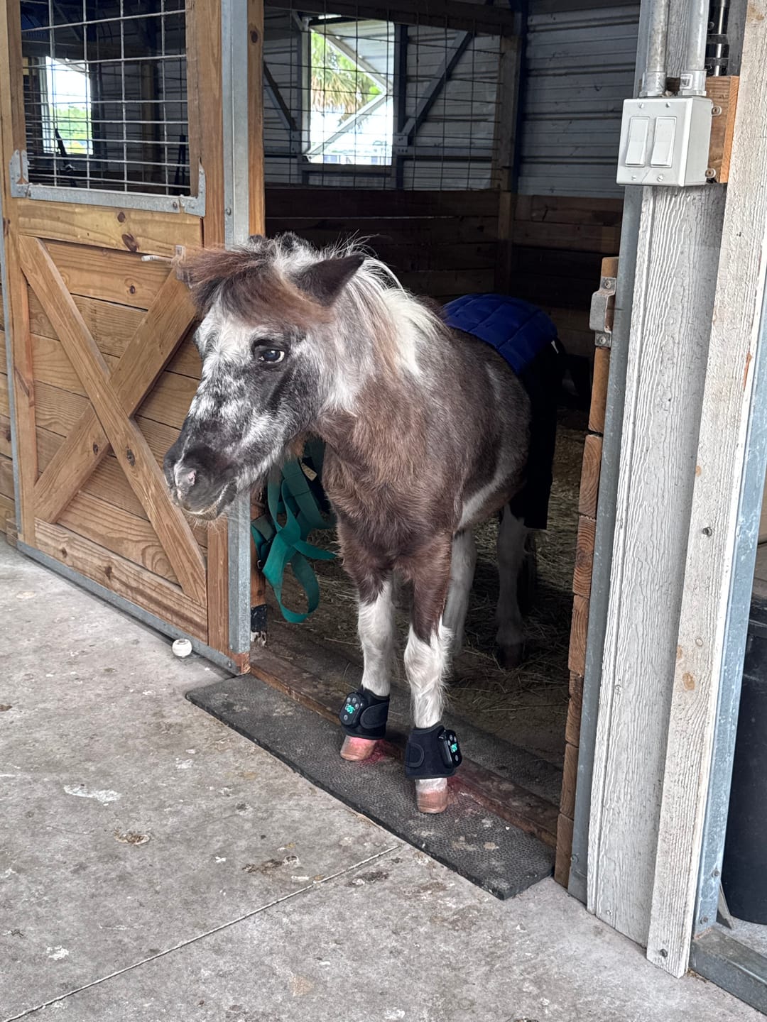 Customer photo review of HorseHalo™ HaloLegs Mini