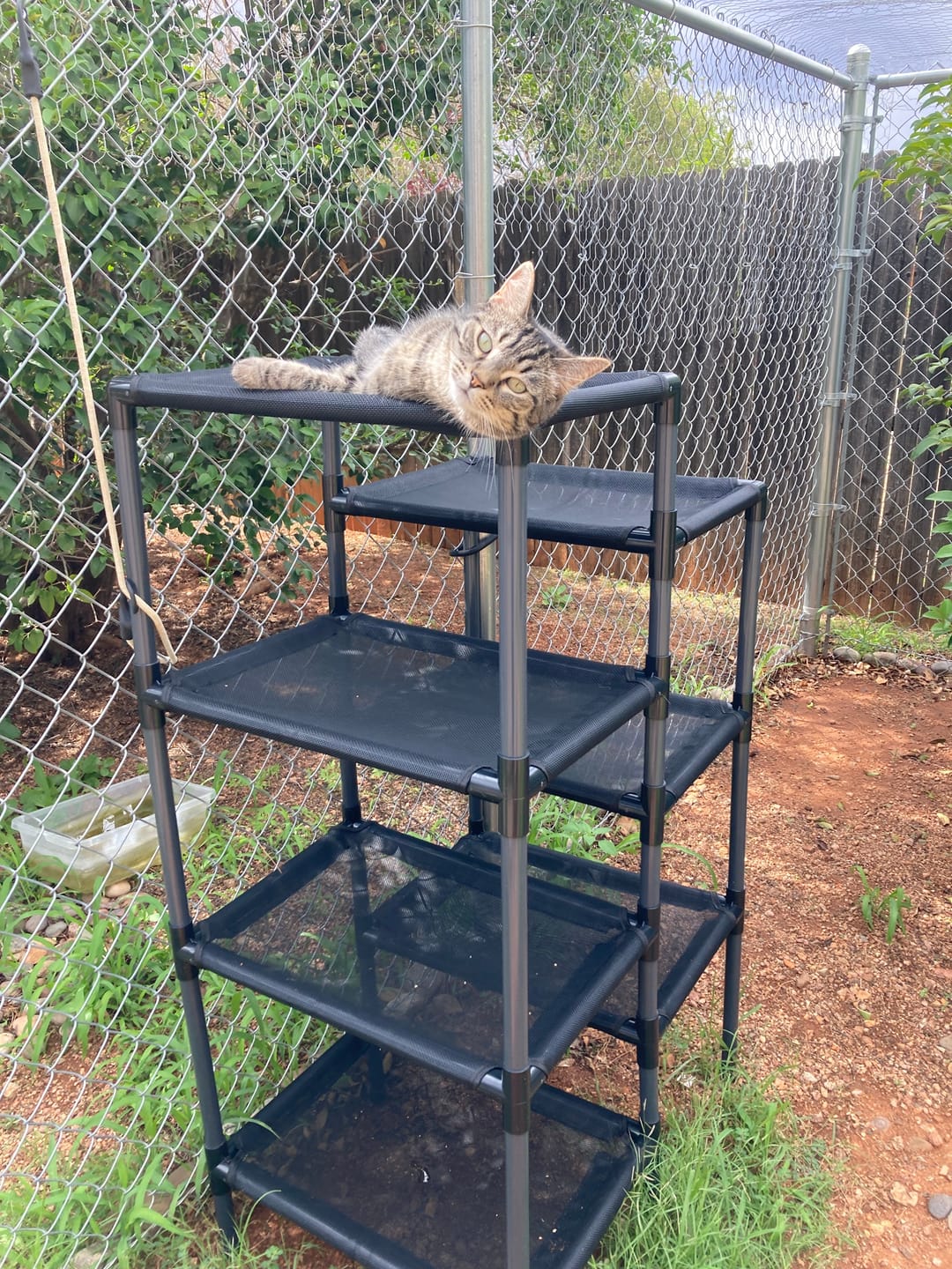 Customer photo review of Durable Cat Tower - Haven