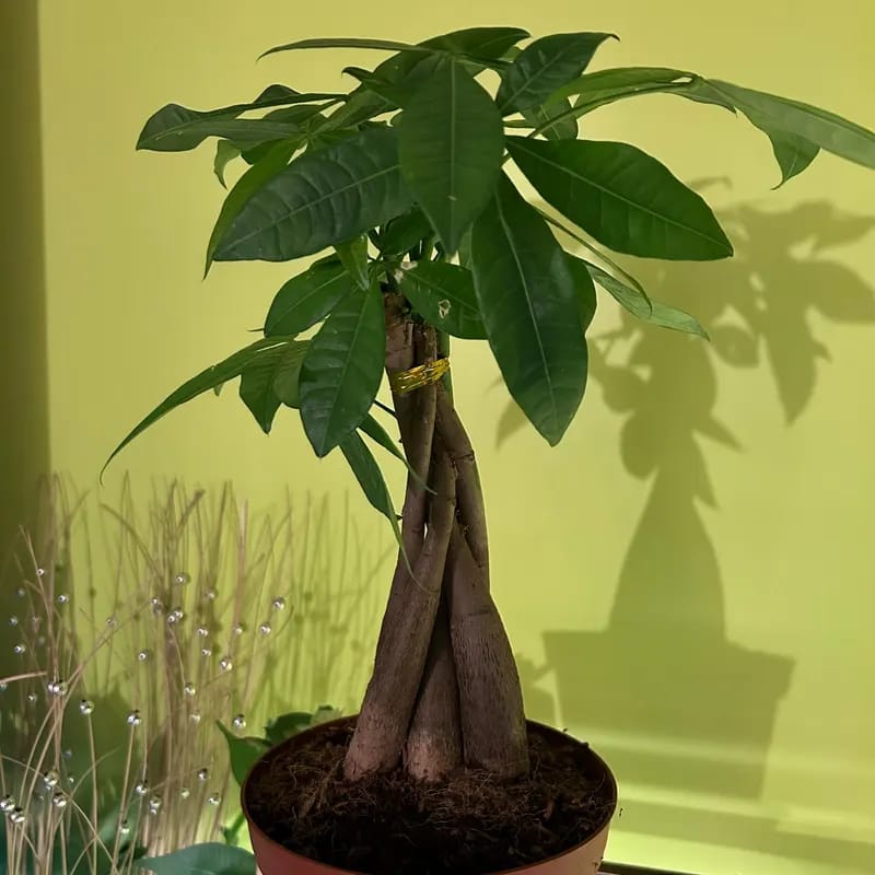 Customer photo review of Live Lucky Money Tree in a 4" Nursery Pot - Good Luck Tree