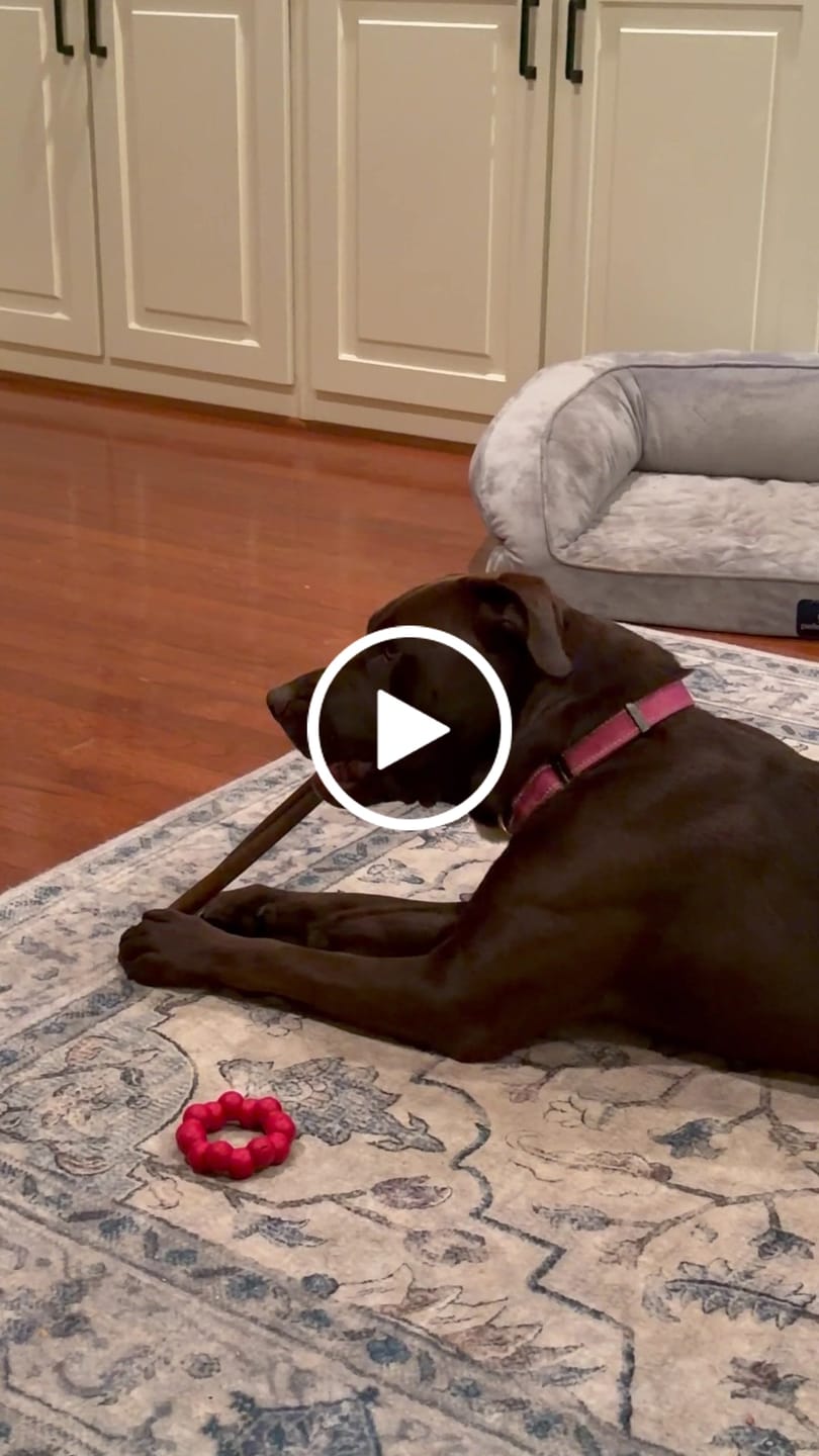 Customer video review of Beef Cheek Sticks