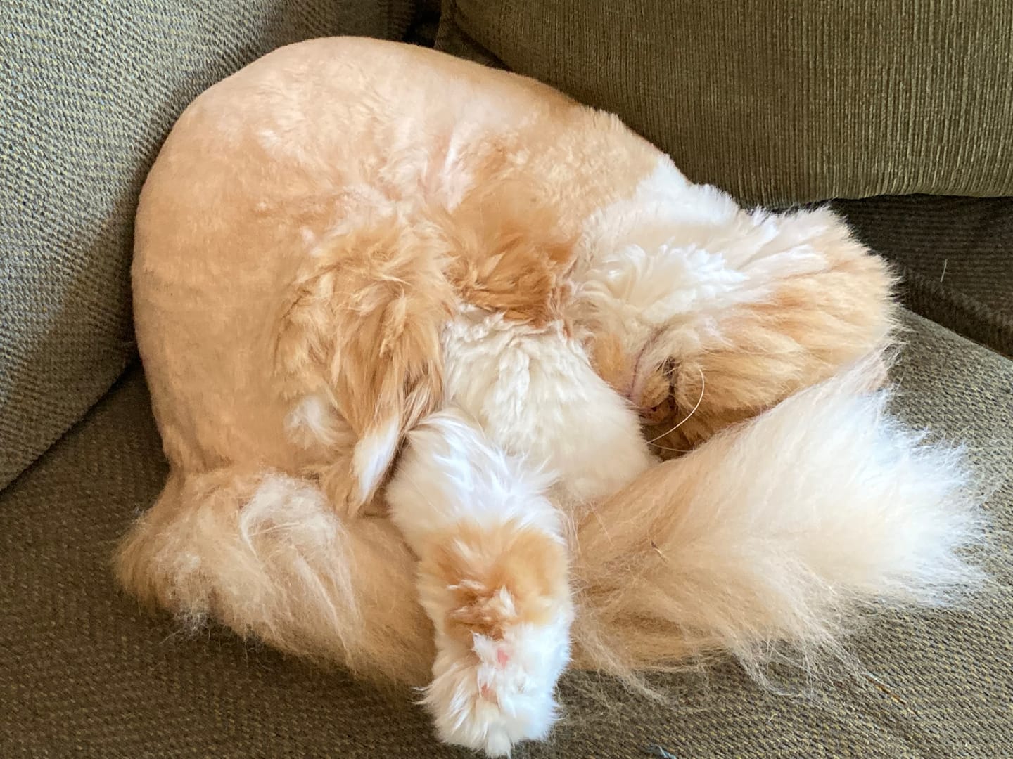 Customer photo review of Royal Canin Veterinary Diet - Urinary SO + Hydrolyzed Protein Dry Cat Food