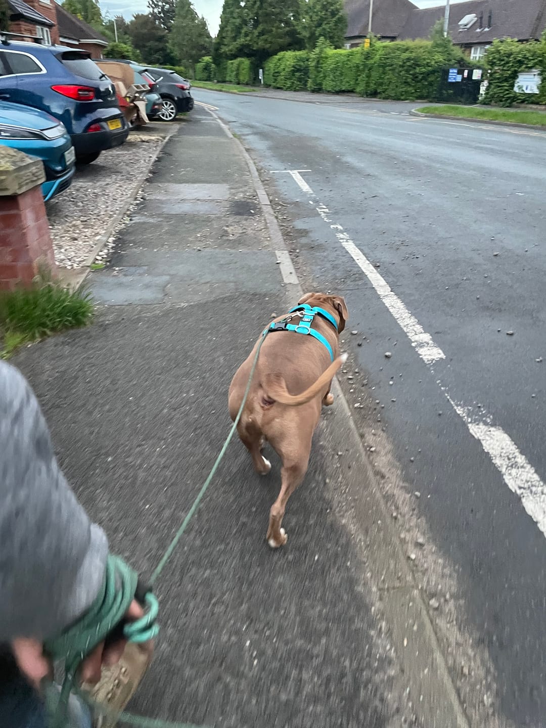 Customer photo review of Anti-Pull TRI-Harness® | Training Dog Harness for All Breeds - Light Blue