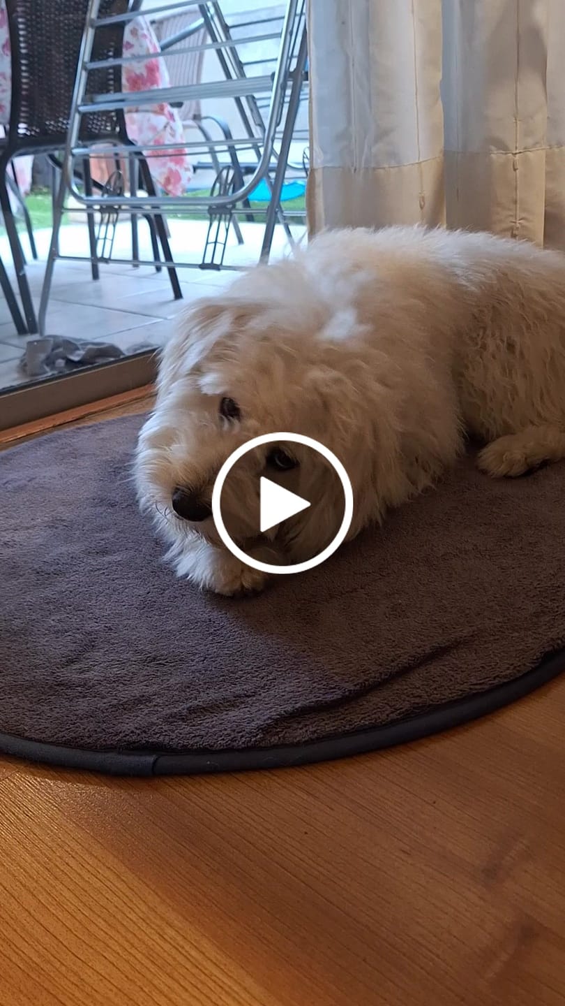 Customer video review of Asta de ciervo para perros - Principiante