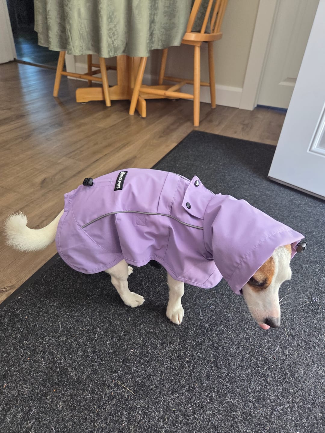 Customer photo review of Breatheshield™ Dog Raincoat - Purple