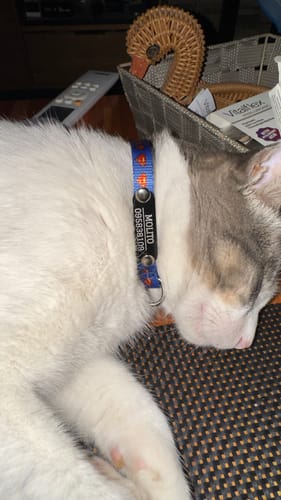 Customer photo review of Collar de Superman Gato