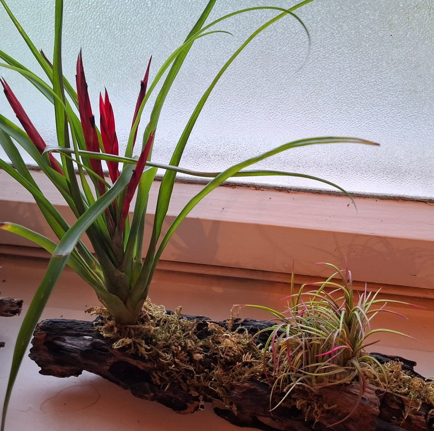 Customer photo review of Tillandsia flabellata 'L'
