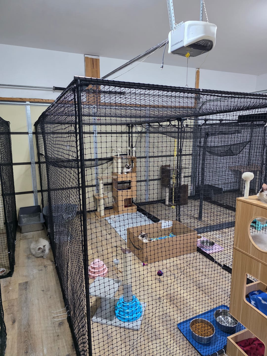Customer photo review of Cat Enclosure | XL