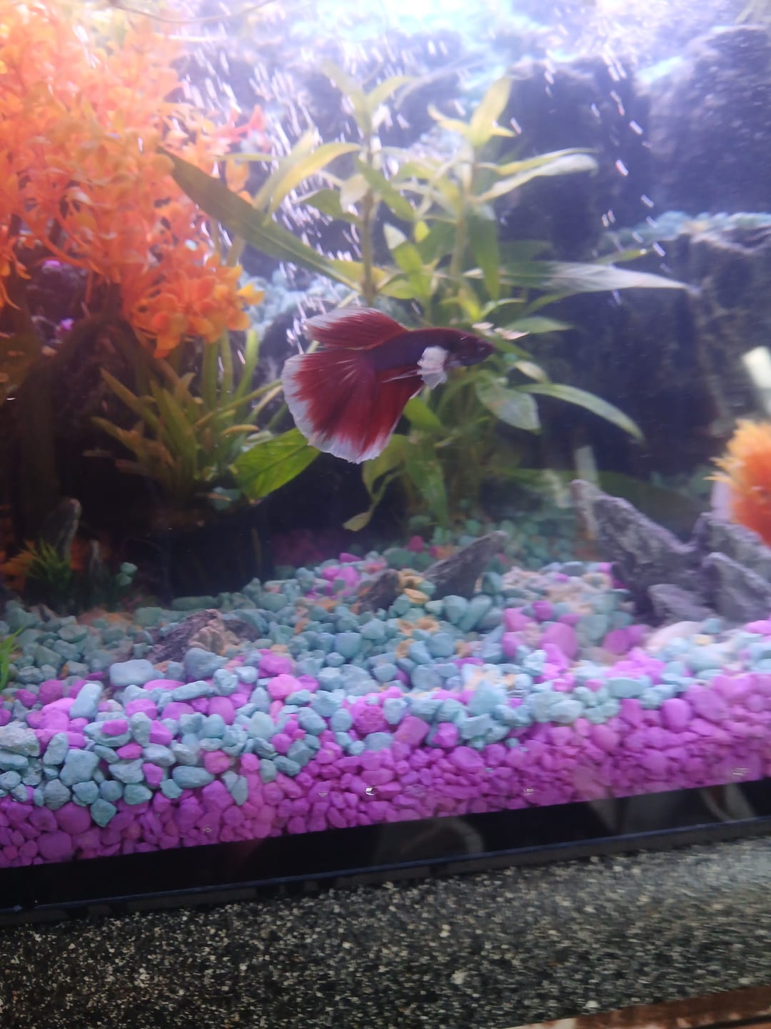 Customer photo review of Dumbo Lavender Halfmoon Male Betta Fish