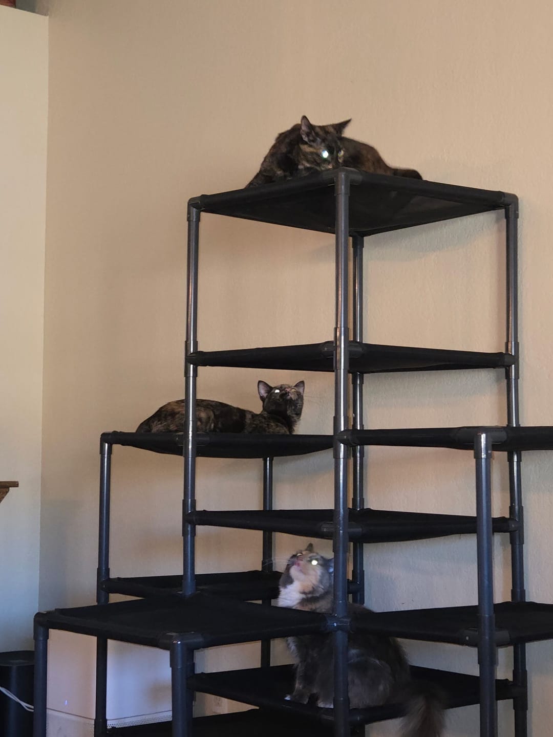 Customer photo review of Durable Cat Tower | Peak