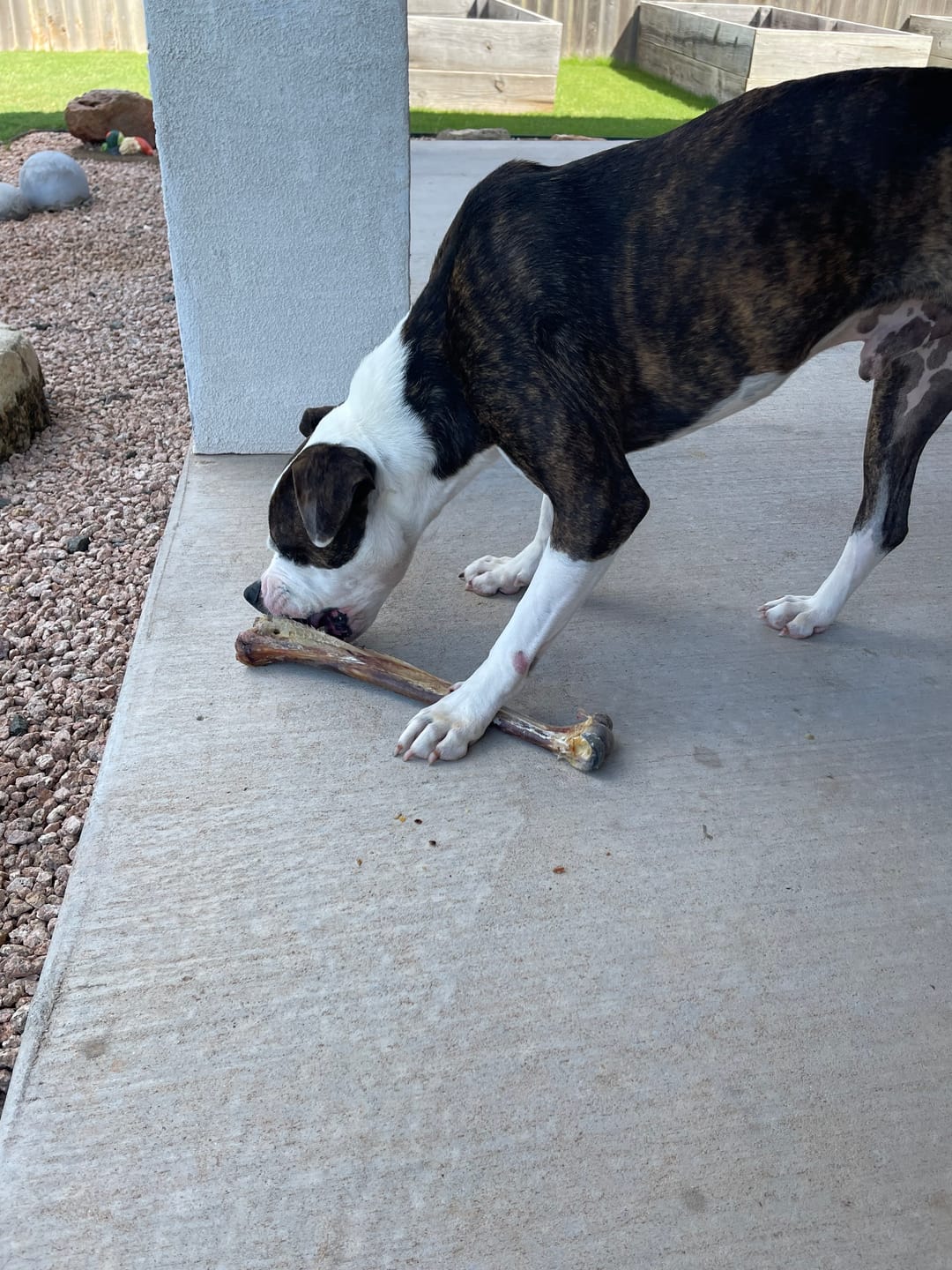 Customer photo review of Ostrich Long Bone (19" x 3.5"): The Ultimate Challenge for Medium, Large & Extra-Large Dogs