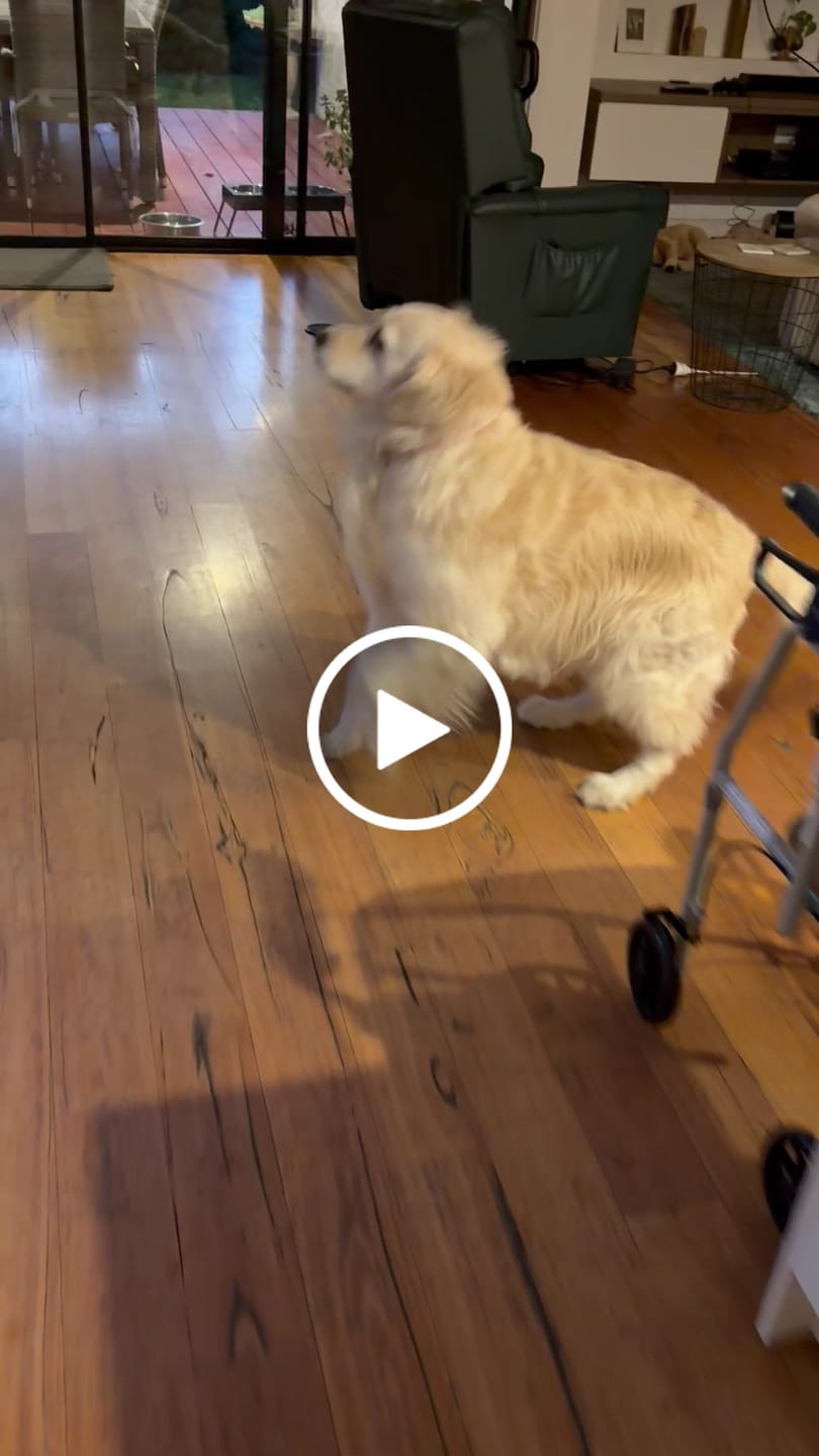 Customer video review of Marine Vitality Mussel Powder For Dogs - 150g