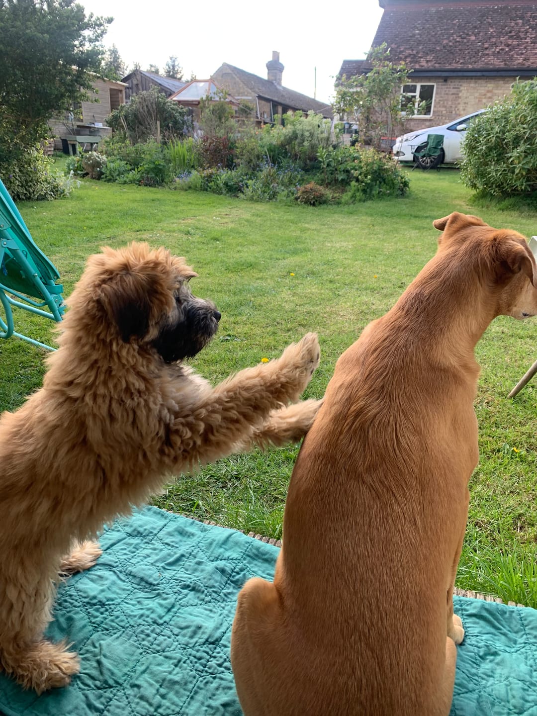 Customer photo review of Glucosamine Powder For Dogs