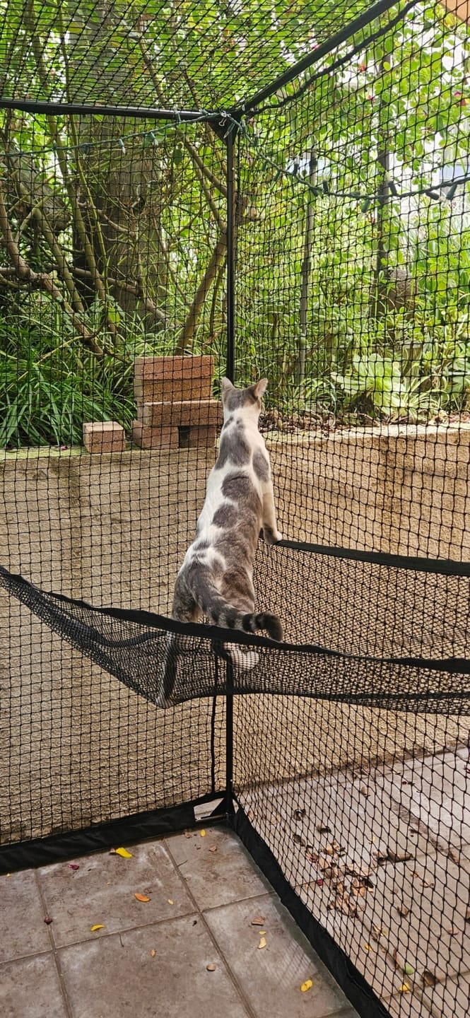 Customer photo review of Cat Enclosure | XL