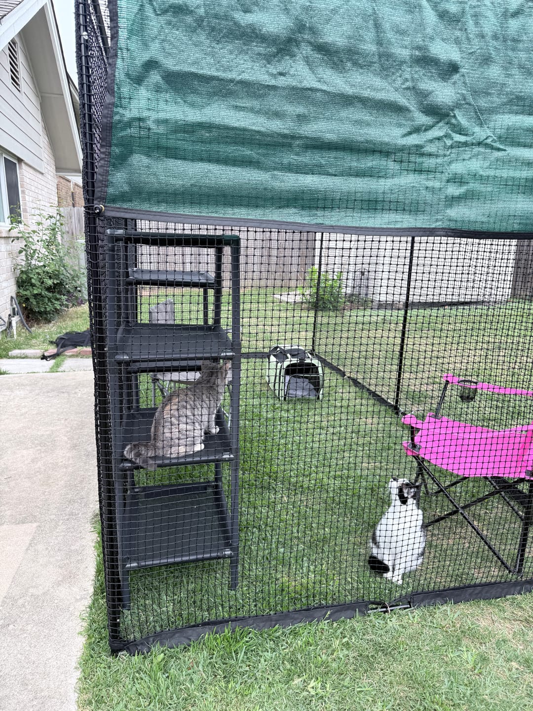 Customer photo review of Cat Enclosure | XL