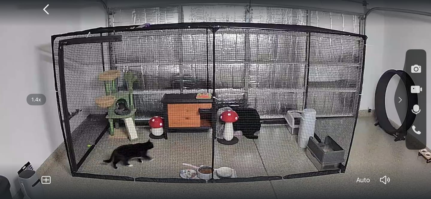 Customer photo review of Cat Enclosure | XL