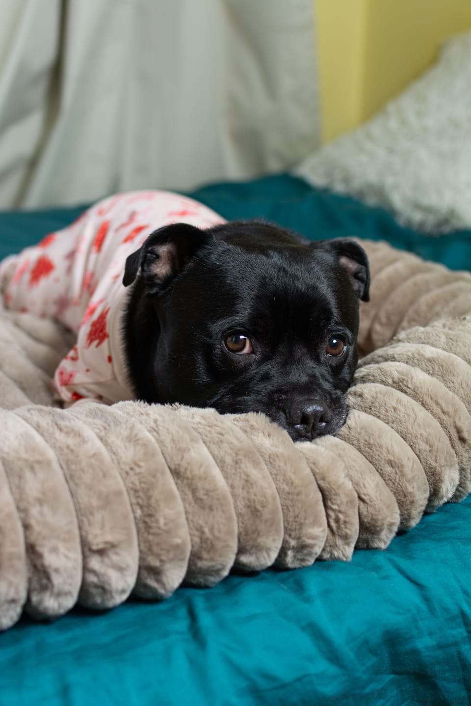 Customer photo review of Luxury Couch Cover Dog Bed - Brown