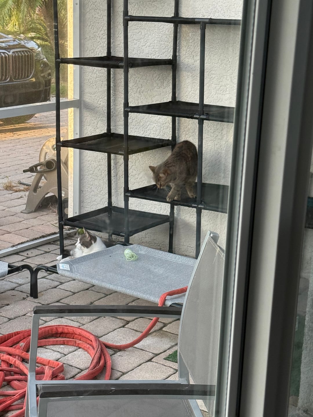 Customer photo review of Durable Cat Tower - Vista